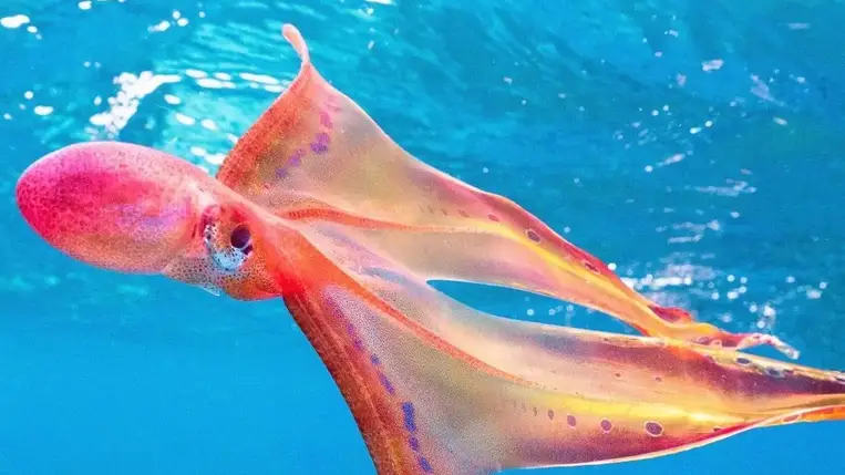 Lencsevégre kapták a világ legritkább polipját (Video)