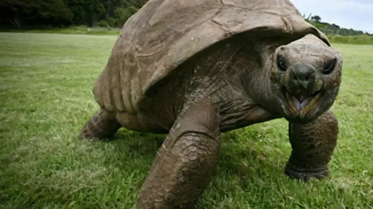 Idén lett 190 éves Jonathan, a világ legidősebb teknőse (Video)