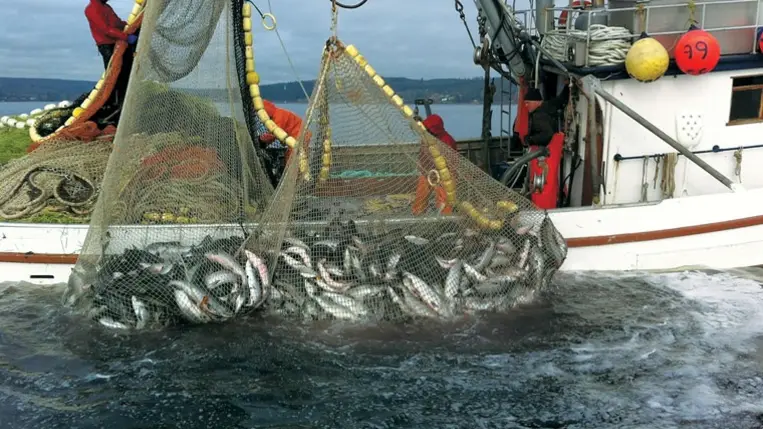 A rovarok menthetik meg az óceánokat