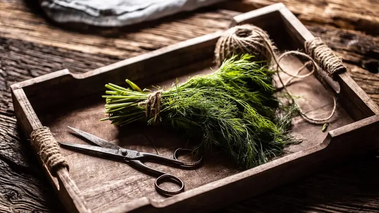 Kapor, az elfeledett csodaszer