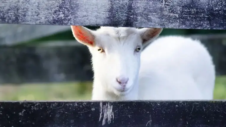 A fehér csodaital: immunerősítő és rákmegelőző
