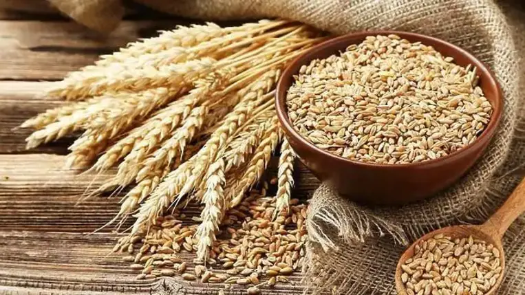 Csaknem 4,5 millió tonna gabona rekedt ukrajnai kikötőkben és hajókon az orosz támadások miatt – mondta el Martin Frick, az ENSZ Világélelmezési Programjának (WFP) németországi igazgatója. Címlapképünk illusztráció. Fotó: Internet