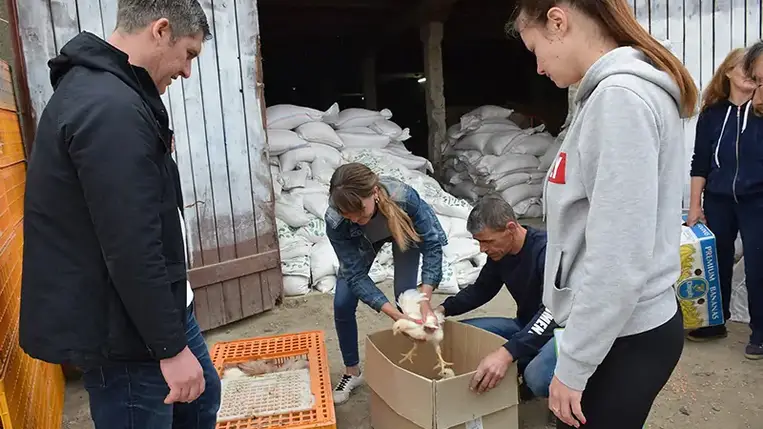 A Kárpátaljai Magyar Nagycsaládosok Egyesülete (KMNE) évek óta segíti az önellátásra törekvést: a közelmúltban vetőmagvakkal, a napokban pedig előnevelt csirkével.