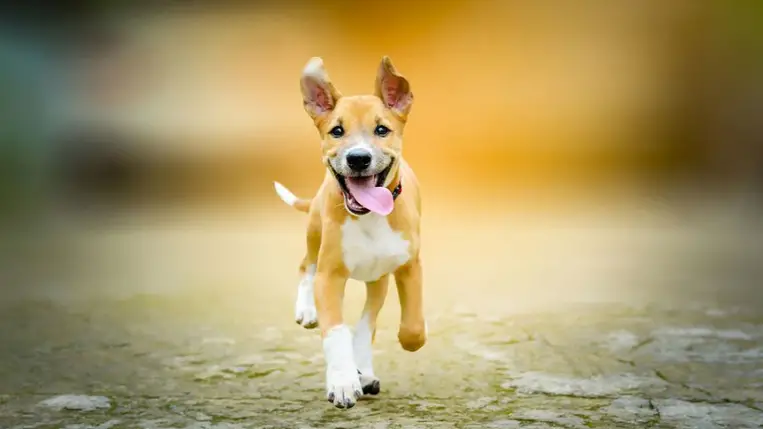 Jobban alszik a kutya, ha jó fej a gazdi