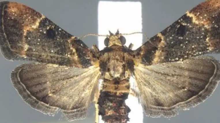 Több mint száz éve nem látott lepkét találtak egy csomagellenőrzés során