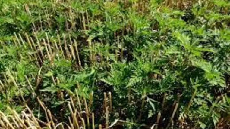 Ebben a cikkünkben ezeket a gyomirtási módokat szeretnénk bemutatni és választ találni a következő két kérdésre: mikor és mivel kell fellépnünk a gyomok ellen?