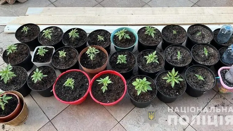 A nagyszőlősi rendőrök házkutatás során kenderültetvényt találtak egy büntetett előéletű férfinál Nagyszőlősön. Fotó: Nemzeti Rendőrség