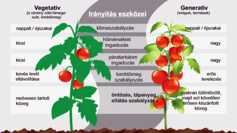 A fajtatípus kiválasztásánál figyelembe kell venni a fóliasátrunk adottságait. Ha alacsony, rosszul szellőző fóliasátrunk van, nem igazán érdemes dús növekedésű, nagy lombot nevelő fajtával kísérleteznünk. Ilyen esetben inkább generatív típusú, viszonylag kis lombozatú fajtákat válasszunk.