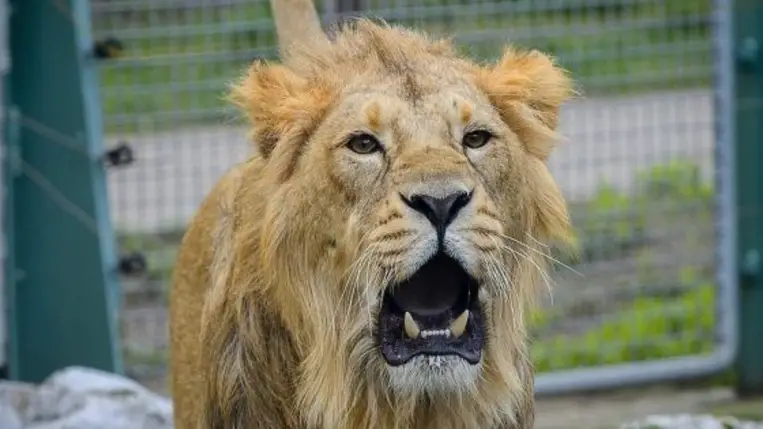 Majdnem tragédiába torkollott az oroszlánt heccelő gondozó bemutatója