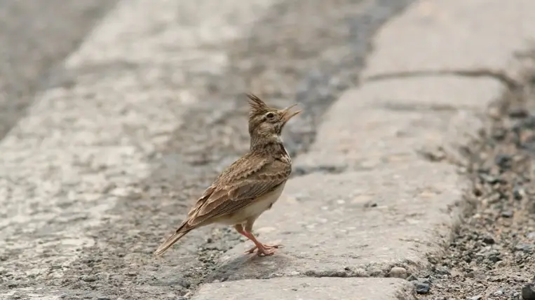 Szobafogságra kényszerítik egy német város macskáit