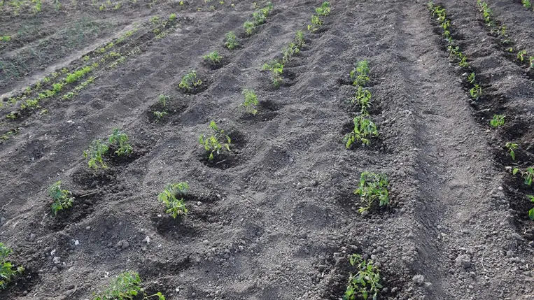 Palántaszezon - Elkezdődött a csúcsrajáratás időszaka