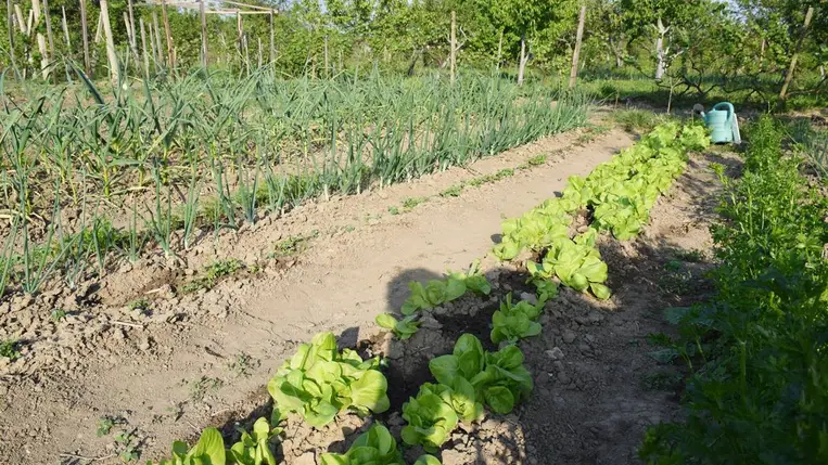 Palántaszezon - Elkezdődött a csúcsrajáratás időszaka