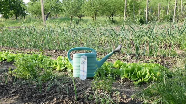 Palántaszezon - Elkezdődött a csúcsrajáratás időszaka 