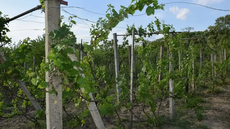 Gyorsan pótolja lemaradását a szőlő