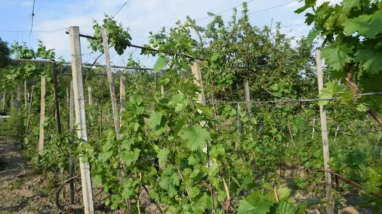 Gyorsan pótolja lemaradását a szőlő