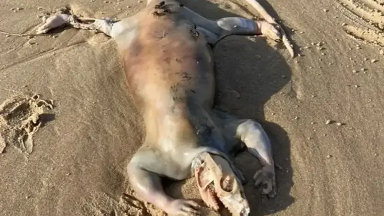 Űrlényre emlékeztető horrorisztikus tetemet mosott partra az óceán