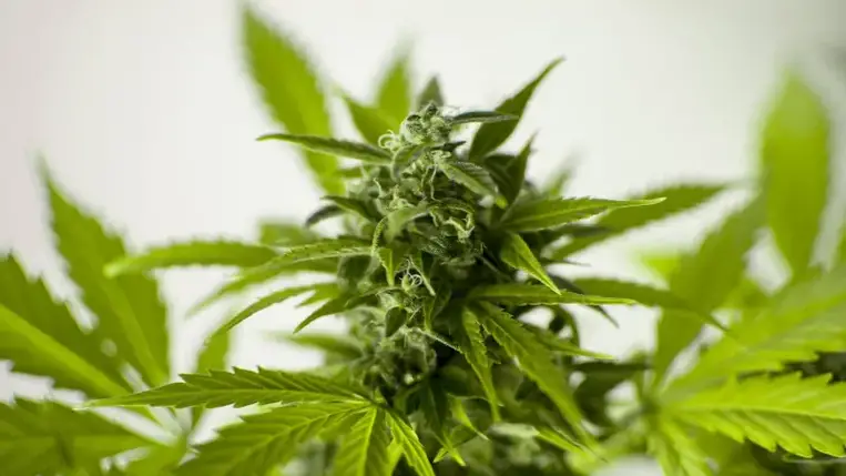 Harmincegy kiló kannabisz az Ukrajnának szánt humanitárius segélycsomagban