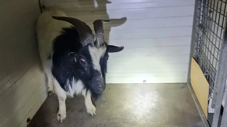 Pingvin után kecskét fogtak el a rendőrök Budapesten