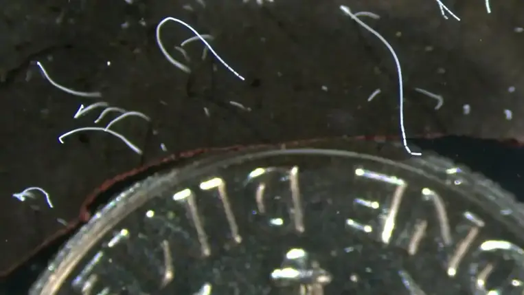 Megtalálták a komplex sejtek evolúciójának egyik hiányzó láncszemét?