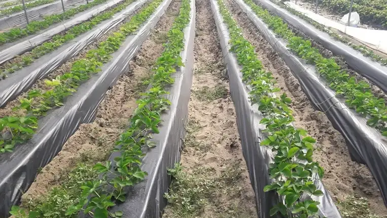 Az utóbbi napokban több visszajelzést kaptam a nagyszőlősi, valamint a beregszászi járási gazdáktól azzal kapcsolatban, hogy egy nagyon veszélyes kártevő és betegség megjelenését észlelték a szamócaültetvényben. 