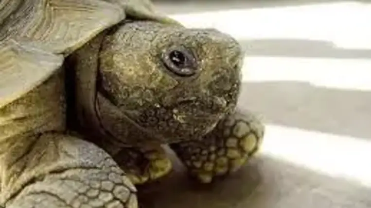 Mire jók a teknősök a rizsföldön?