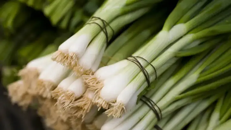 A tavasz legfrissebb zöldsége és gyógynövénye: az újhagyma