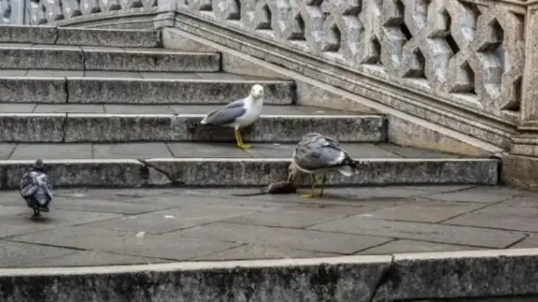 Vízipisztolyokat vetnek be egyes velencei szállodák a galambok és a sirályok ellen