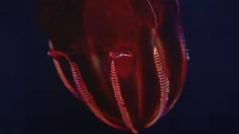 Houdinit is lekörözi a láthatatlanná váló medúza