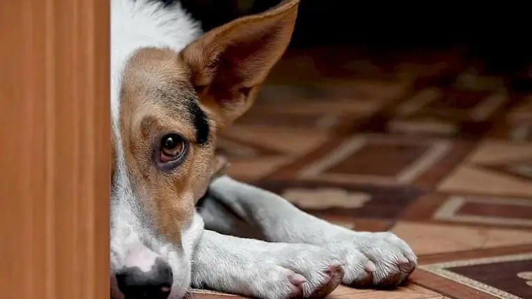 DNS-vizsgálattal nyomoznák ki a kutyaürülék gazdáját