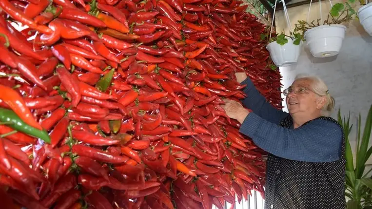Megkezdődött a piros aranynak való betakarítása - Új termék a füstölt paprika. Fotó: Kovács Elemér