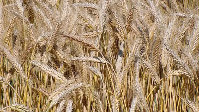 Aszályos évek nyertes növényei a Kárpát-medencében