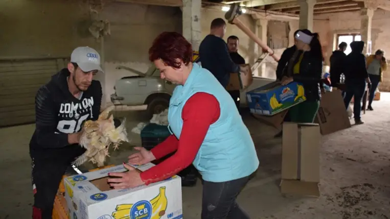 Előnevelt csirkét kaptak a KMNE tagcsaládjai. Fotó: Kárpátinfo/Kovács Erzsébet