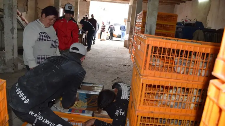 Előnevelt csirkét kaptak a KMNE tagcsaládjai. Fotó: Kárpátinfo/Kovács Erzsébet