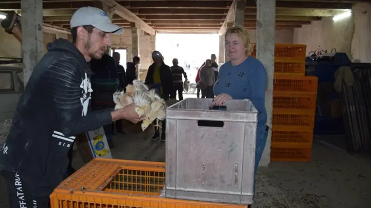 Előnevelt csirkét kaptak a KMNE tagcsaládjai. Fotó: Kárpátinfo/Kovács Erzsébet