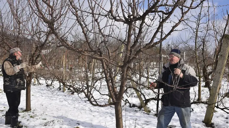 Bizakodók az őszibaracktermesztők