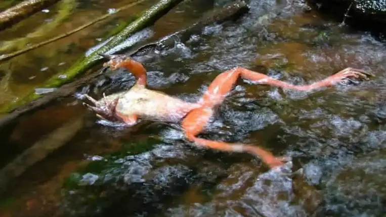 Nagy a baj, eltűnhetnek a békák a Föld színéről