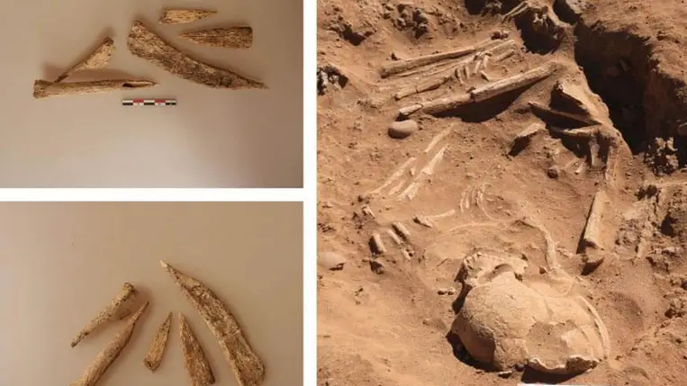 Hétezer éve ilyen eszközökkel véreztették ki a teheneket