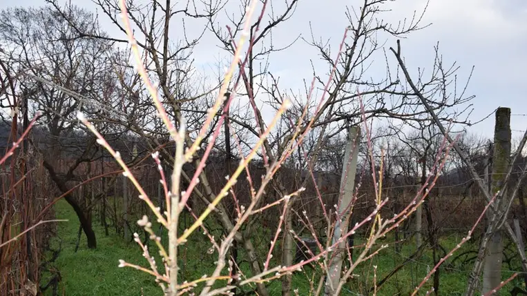 December utolsó tíz napjában az átlaghőmérséklet 5 fokkal magasabb volt a megszokottnál.