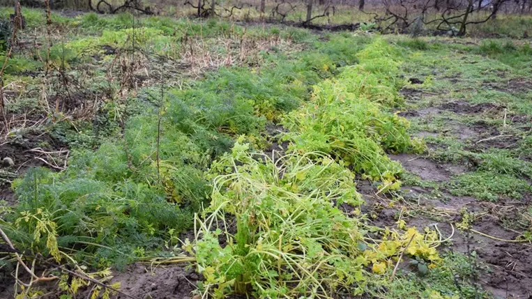 December utolsó tíz napjában az átlaghőmérséklet 5 fokkal magasabb volt a megszokottnál.