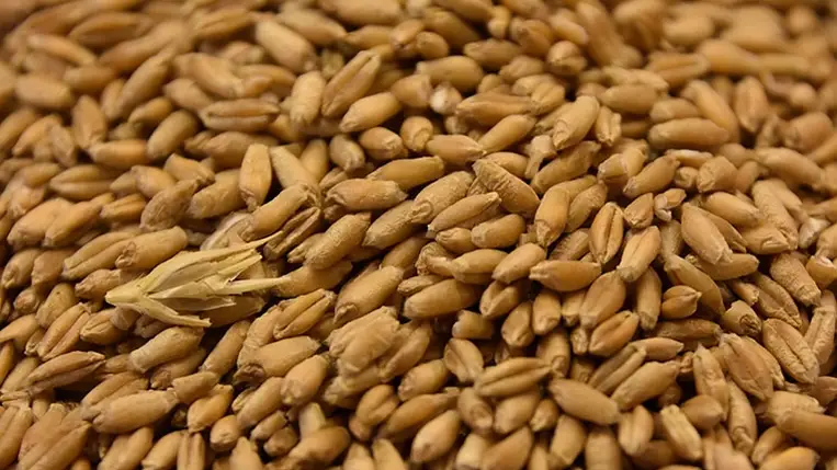 Aszályos évek nyertes növényei a Kárpát-medencében