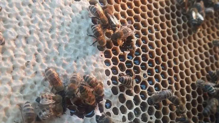 Méhészet: jól fizet az akác - Vevő kerestetik. Fotó: Kárpátinfo/Kovács Elemér