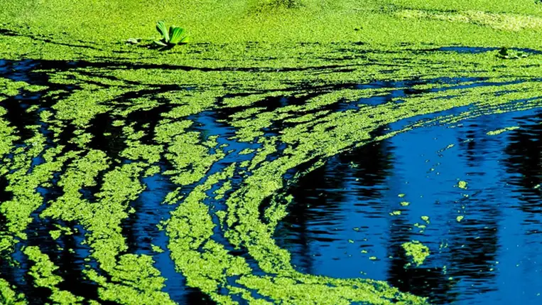 Hihetetlen dologgal kezelnék a krónikus bélgyulladást