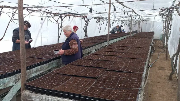 Szorgos asszonyok dolgoznak a palántanevelő fóliasátrakban