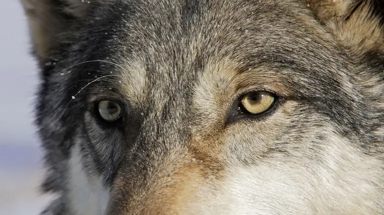 Döbbenetes mutáció jelent meg Csernobilban 