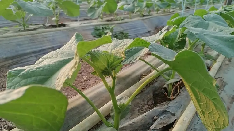 Ugocsában az uborka továbbra is a fóliázók kedvenc növénye