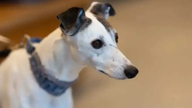 Öregedésgátló tablettát fejlesztettek ki kutyáknak 