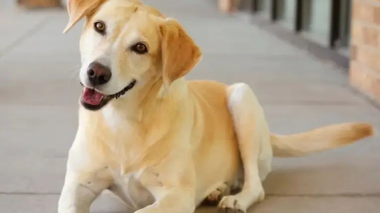 Még mindig rejtély, miért csóválják a kutyák a farkukat