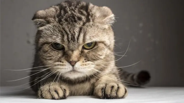 Ezért bolondul meg a macska, ha meghallja ezt a bizonyos hangot