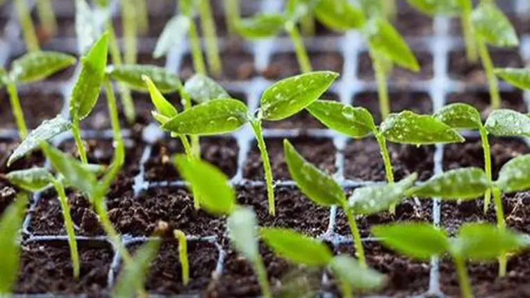 Palántanevelés (1.): a palántaföld kiválasztása, tápanyagellátása, öntözése