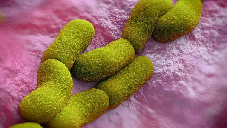 A bubópestis ritka esetét azonosították 